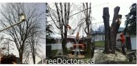 Tree Doctors Inc.  image 3